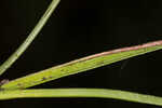 Fringed yellow star-grass